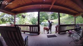 🦌Lady🦌 deer comes everyday for breakfast and attention NW NC High country God’s country #ringtv