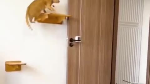 Intelligent Cat #shorts #viral #shortsvideo #video