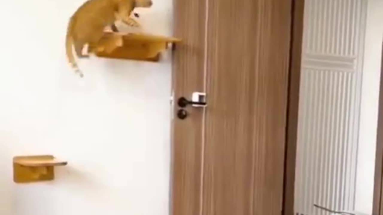 Intelligent Cat #shorts #viral #shortsvideo #video