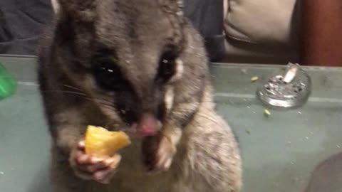 Possum Stealing Snacks