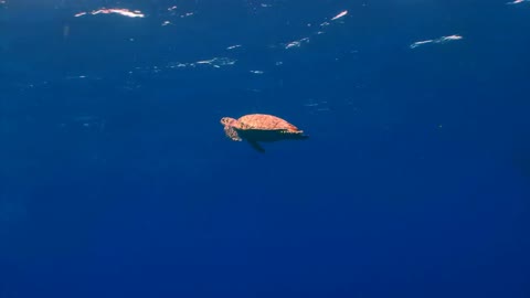 Sea Turtle Swimming in Open Water Near the Surface