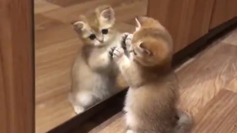 Do you like pets that look in the mirror?