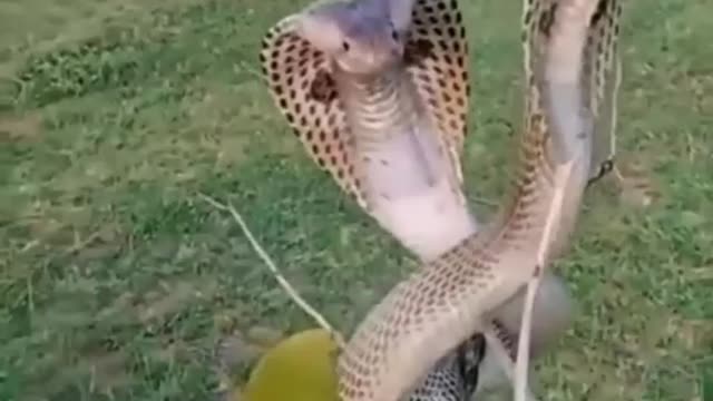 Two Cobra's captured on camera