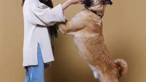 dog's birthday celebration