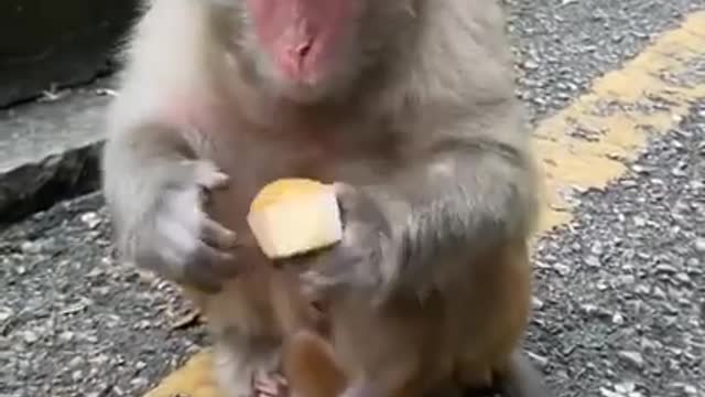 🐒 Cute and Funny Baby🙉 Monkey🐵