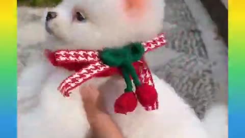 Very cutie puppy Playing