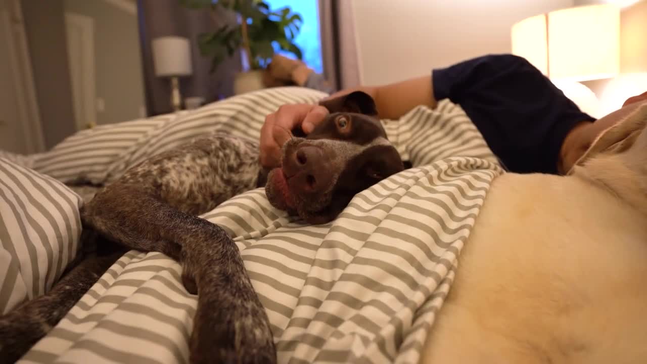 Surprising Way Dogs Show Affection 🥰