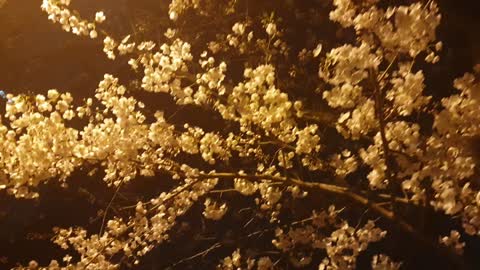 Cherry Blossoms at Night