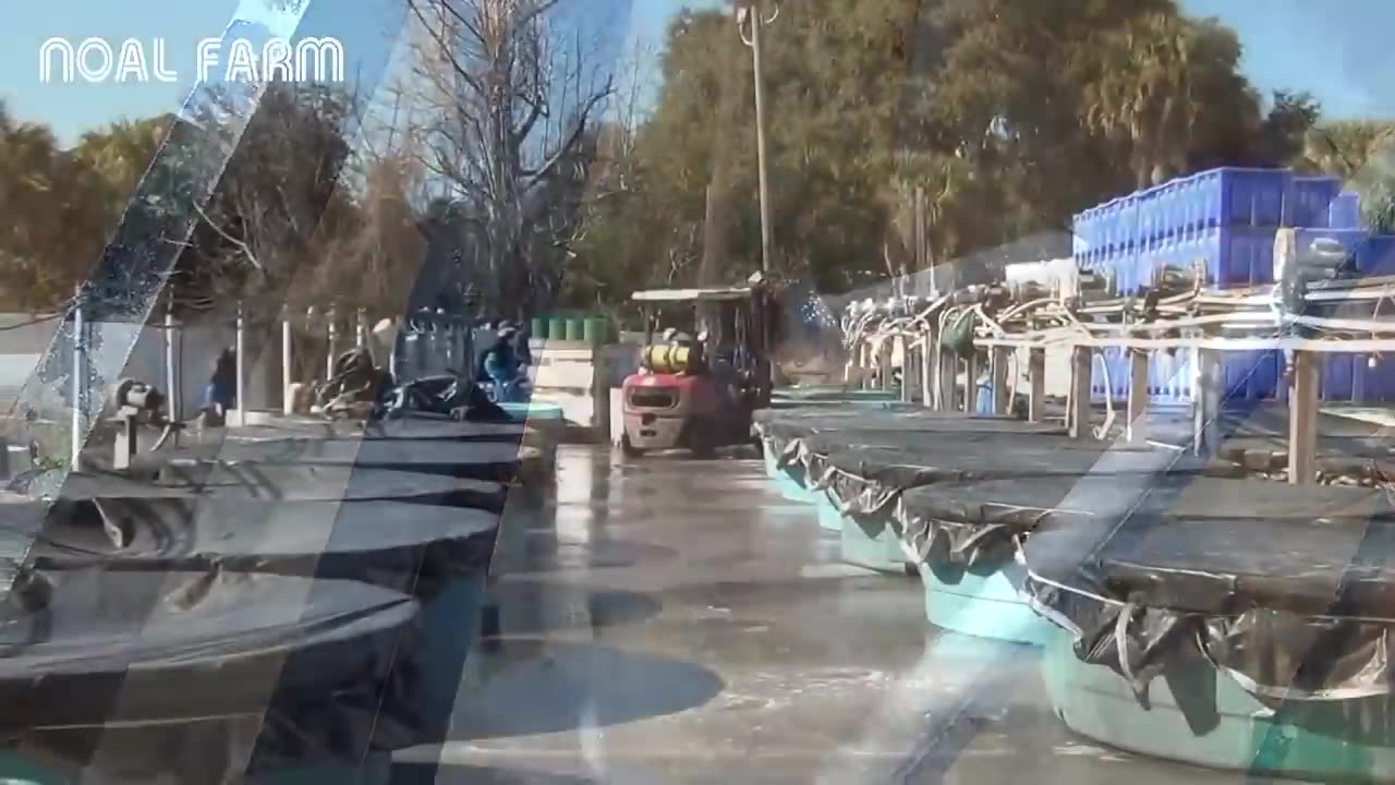 How To JellyFish Harvest - Jellyfish Processing - Blue Jellyfish Processing and Jellyfish fishing