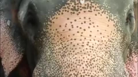 ഇരട്ടച്ചങ്കൻമാരായ ആനയും ആനക്കാരനും ...!