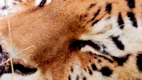 Tigers video