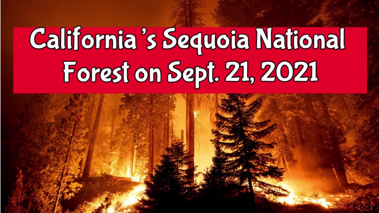 Fire Once Helped Sequoias Reproduce. Now, it’s Killing the Groves