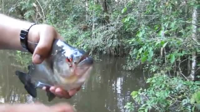 PIRANHA (MONSTER FISH)