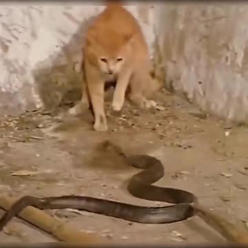Cat bs King Cobra amazing fight,,,,🤯🤯🤯