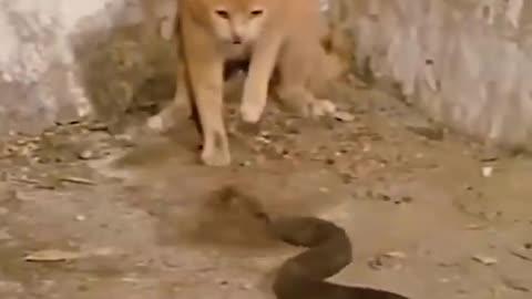 Cat bs King Cobra amazing fight,,,,🤯🤯🤯