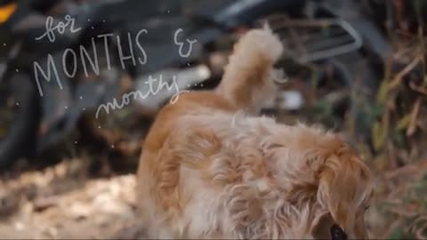 This Girl Made A Music Video For Her Adopted Dog "" Larissa Des