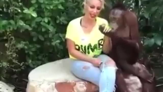 Orangutan Cavalier