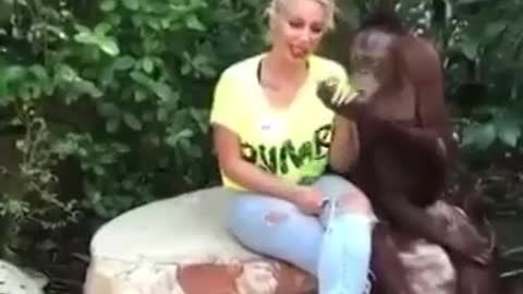 Orangutan Cavalier