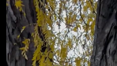 Albino Squirrel