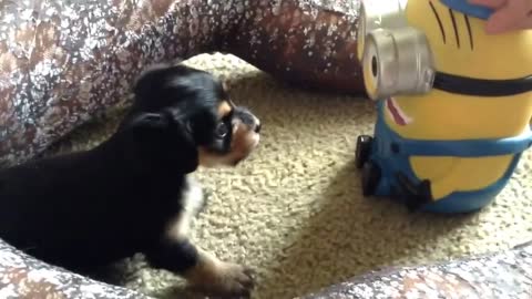 Puppy vs. Minion