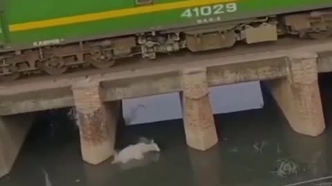 Animal vs train