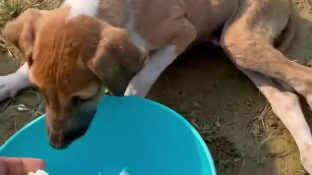 puppies