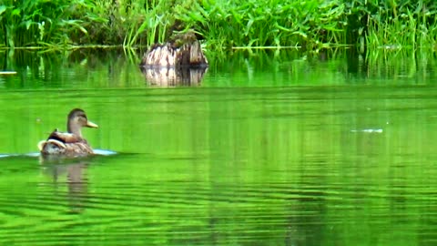 Mallard Ducks