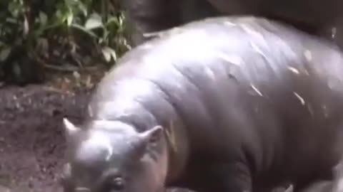 Wildlife