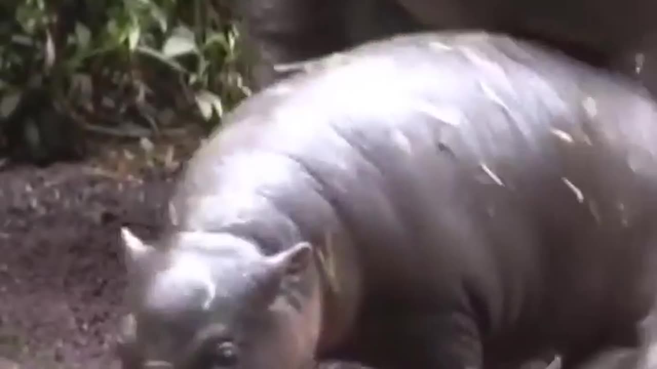 Wildlife