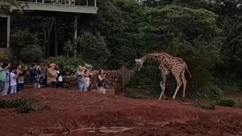 Amazing Scene giraffe 🦒