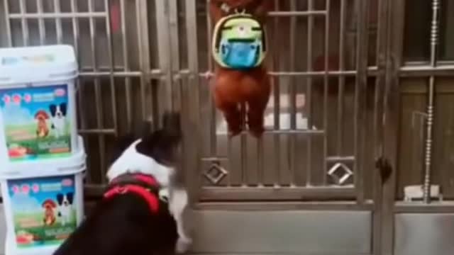 Smart Dog Video - Smart funny dog - Hilarious