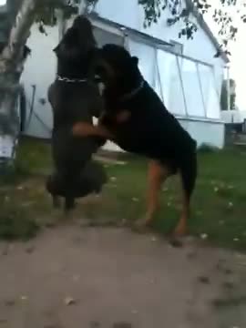 Dogs funny fight