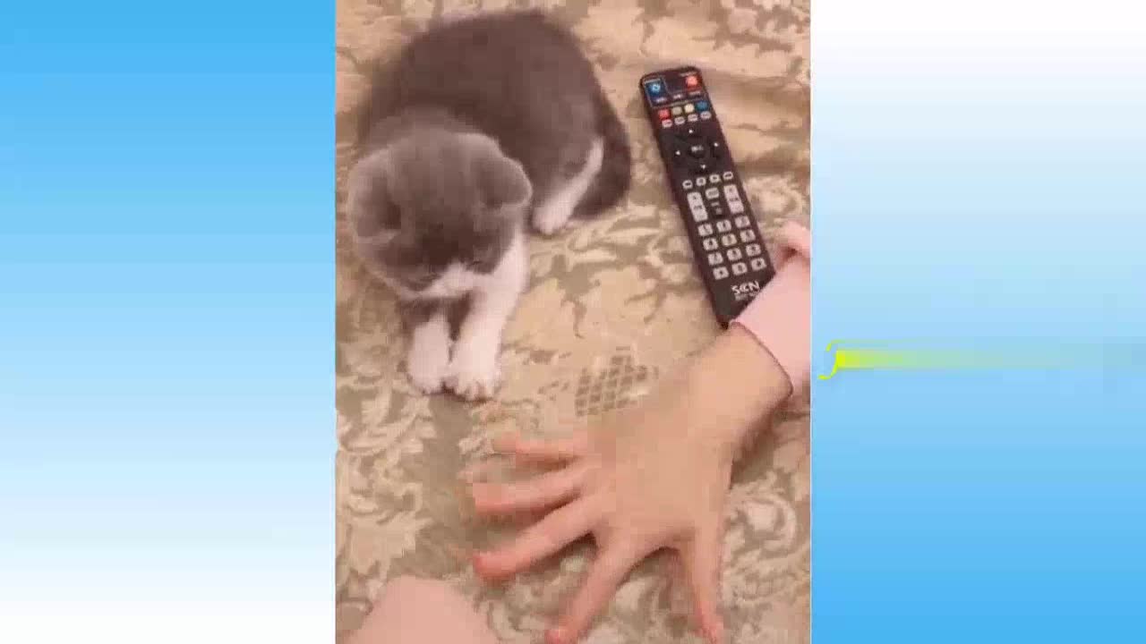 Funny baby cat with comedy action