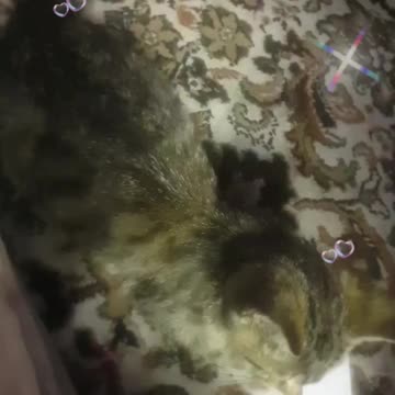 Cute Adorable Kitty Getting a Belly Rub