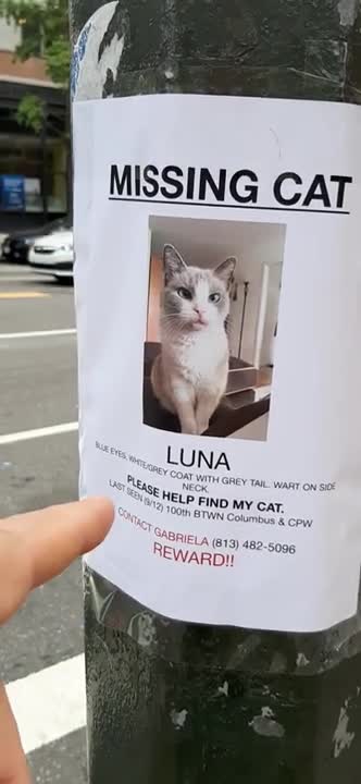 277 - MISSING AMC CAT (Backup)