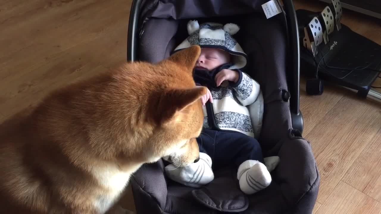 Shiba Inu gently rocks baby to sleep