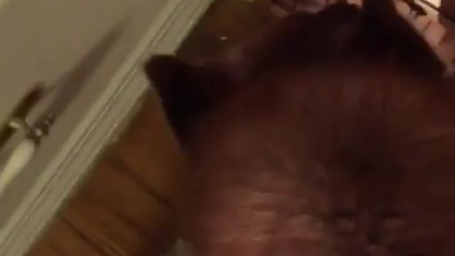 A dog hiding in the toilet.