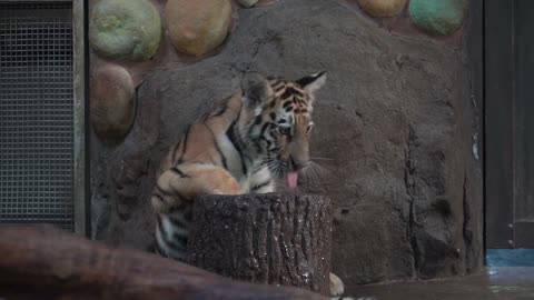 Zoo # 1 # Tiger