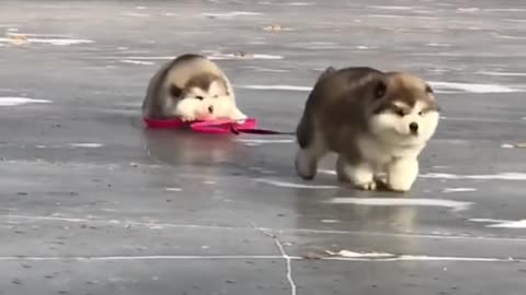 Cute and funny cat Vs dog