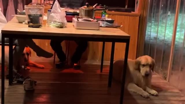 See how the dog's temperature is measured
