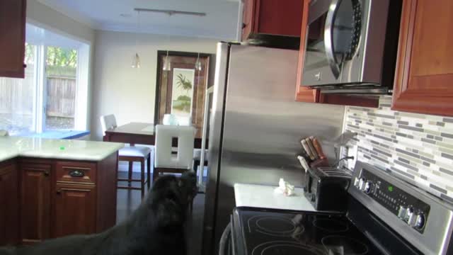 Giant Newfoundland demonstrates just how big he really is!