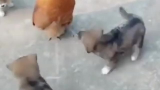 Cute Three Puppy Vs Chicken Fight Funny Video