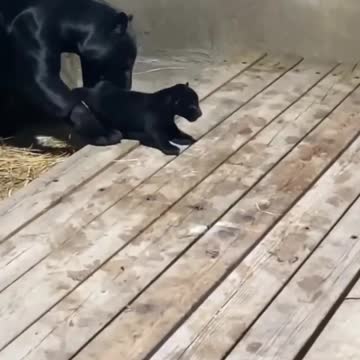 Mom Jaguar and Little jaguar cute moment