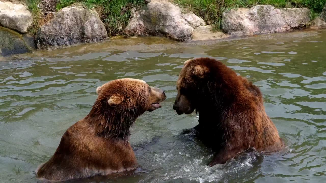 Bears Having a Splashing Good Time in the Water!