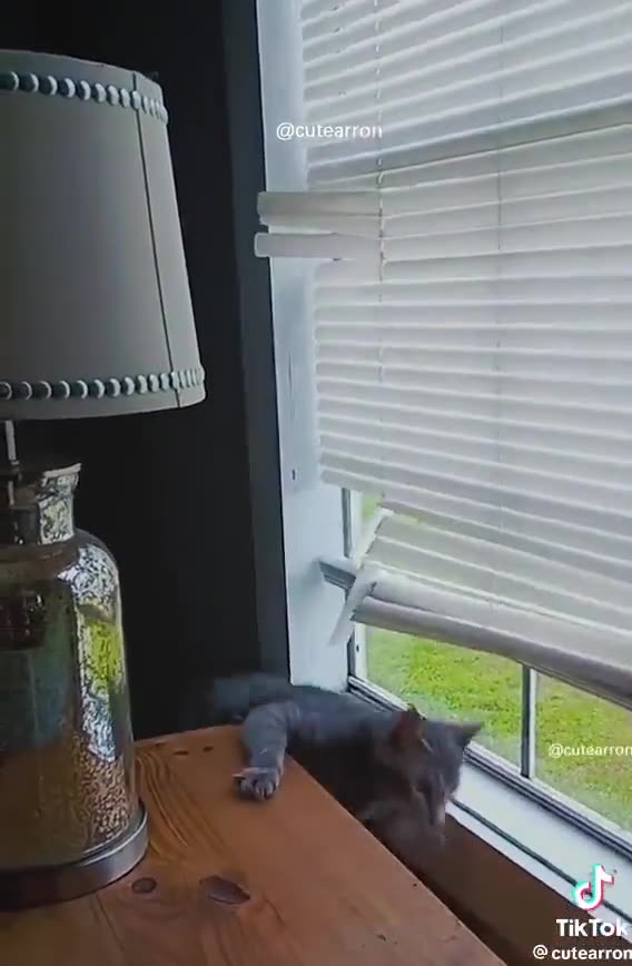 When the dog slides on the ice and funny animals