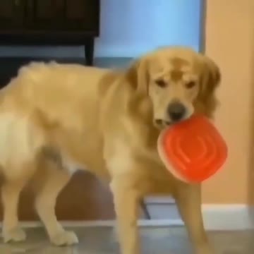 Dog playing in the kitchen and picking up a lunch box
