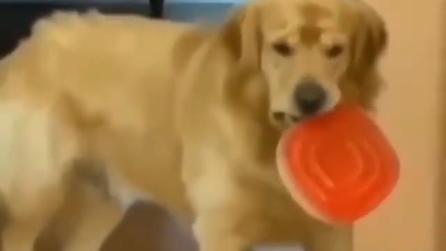 Dog playing in the kitchen and picking up a lunch box