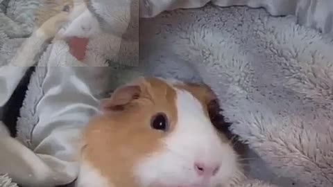 The daily life of hamsters