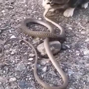 Look at the cat eating snakes and they are alive is unbelievable