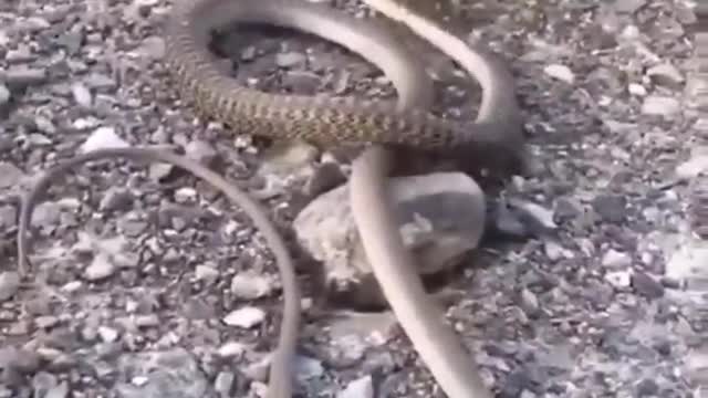 Look at the cat eating snakes and they are alive is unbelievable